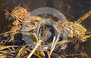 Common or European toad brown colored, Mating toads