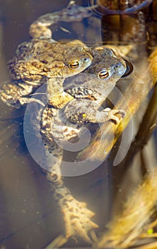 Common or European toad brown colored, Mating toads