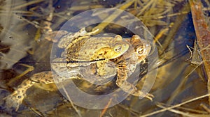 Common or European toad brown colored, Mating toads