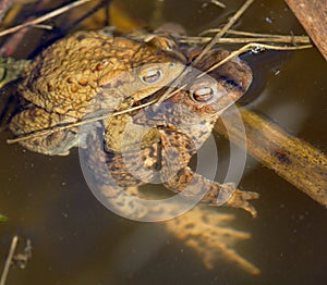 Common or European toad brown colored, Mating toads