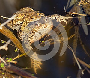 Common or European toad brown colored, Mating toads
