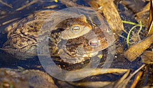 Common or European toad brown colored, Mating toads