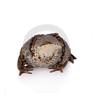 Common or European toad on white