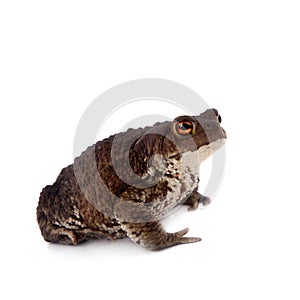 Common or European toad on white