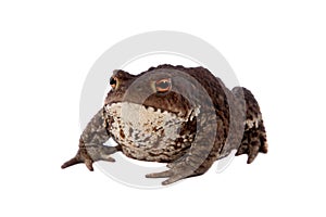 Common or European toad on white