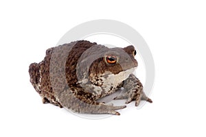 Common or European toad on white