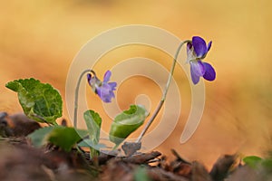 Common European violet