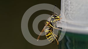 Common european wasp (Vespula vulgaris) photo