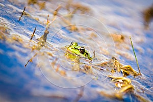 Common European water frog, green frog in its natural habitat,