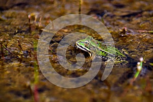 Common European water frog, green frog in its natural habitat,