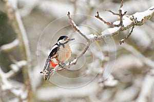 Common european woodpecker dendrocopos major