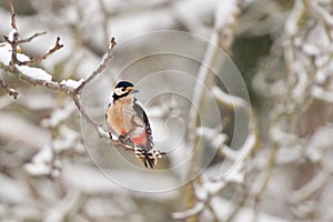 Common european woodpecker dendrocopos major