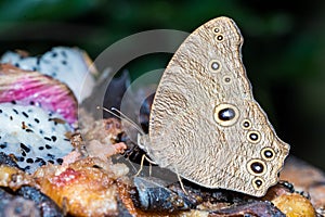 The common evening brown butterfly