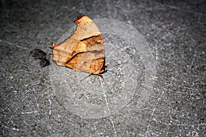 Common evening brown butterfly (Melanitis leda) in dry-season form : (pix Sanjiv Shukla)