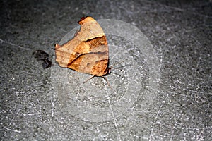 Common evening brown butterfly (Melanitis leda) in dry-season form : (pix Sanjiv Shukla)