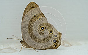 Common evening brown Melanitis Leda butterfly close-up macro shot