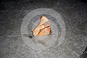 Common evening brown butterfly (Melanitis leda) in dry-season form : (pix Sanjiv Shukla) photo