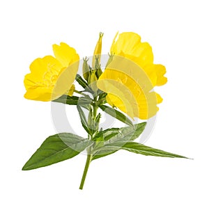 Common evening primrose