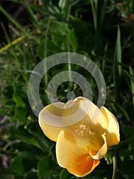 Common Evening Primrose. An Evening primrose in the morning.