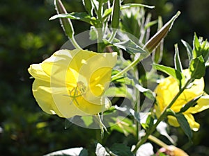 Common evening primrose flowers in morning light - Oenothera biennis - healing plant,