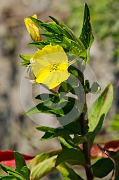 Common Evening Primrose - Oenothera biennis