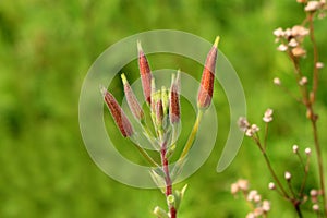 Common evening primrose or Oenothera biennis biennial plant with closed flower buds on garden plants and leaves background