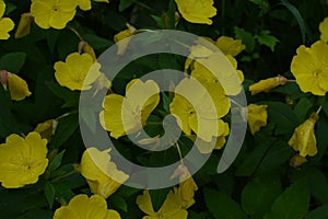 Common Evening Primrose Oenothera biennis in garden.close-up blossoming yellow flowers of common evening-primrose