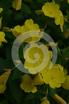 Common Evening Primrose Oenothera biennis in garden.close-up blossoming yellow flowers of common evening-primrose