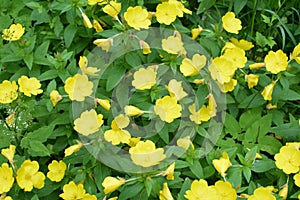 Common Evening Primrose Oenothera biennis in garden.close-up blossoming yellow flowers of common evening-primrose