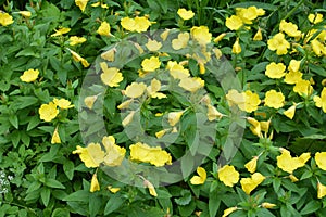 Common Evening Primrose Oenothera biennis in garden.close-up blossoming yellow flowers of common evening-primrose