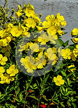 Common Evening Primrose Oenothera biennis in garden.close-up blossoming yellow flowers of common evening-primrose