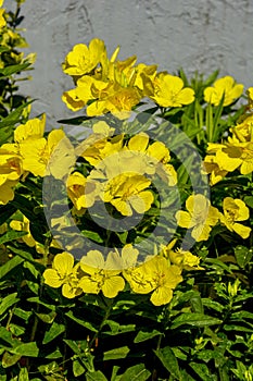 Common Evening Primrose Oenothera biennis in garden.close-up blossoming yellow flowers of common evening-primrose