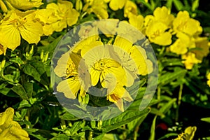 Common Evening Primrose Oenothera biennis in garden.close-up blossoming yellow flowers of common evening-primrose