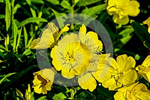 Common Evening Primrose Oenothera biennis in garden.close-up blossoming yellow flowers of common evening-primrose