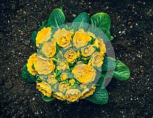 Common Evening Primrose (Oenothera biennis) with garden soil read for planting photo