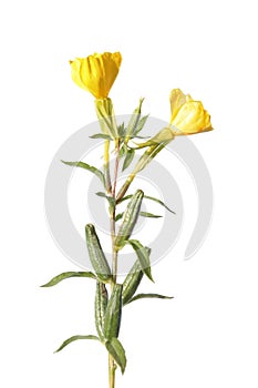 Common evening primrose (Oenothera biennis) isolated on white photo