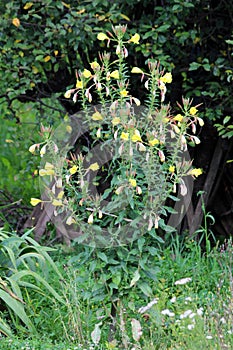 Common evening primrose or Oenothera biennis plant with bright yellow flowers with four bilobed petals growing in home garden