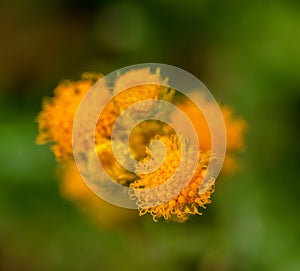 Common everlasting flower or Chrysocephalum apiculatum