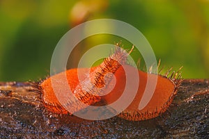 Common Eyelash Cup - Scutellinia scutellata