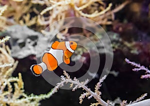 Common false percula clownfish also known as clown anemonefish, swimming in the water