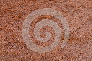 A common fan footed gecko in Saint Catherine protectorate standing on a rock