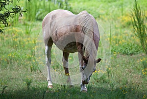 Horse in a field of yellow flowers.