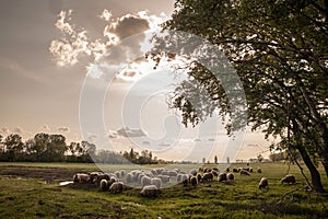 Selective blur on a flock and herd of white sheeps, with short wool, standing and eating in the grass land of pasture in a Serbia