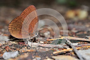 Common Faun butterfly photo