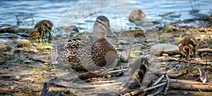 Common Female Mallard duck rests on the shoreline with her clutch of duckling chicks.