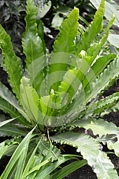 Common fern leaf Asplenium scolopendrium L. Newman