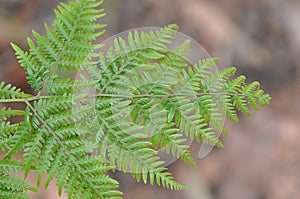 Common Fern leaf photo