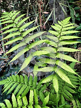 Common fern orlyak