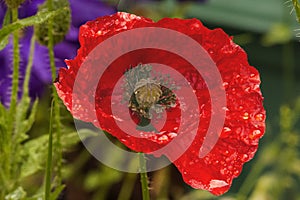 Common Field or Flanders Poppy - Papaver Rhoes After Morning Rain.