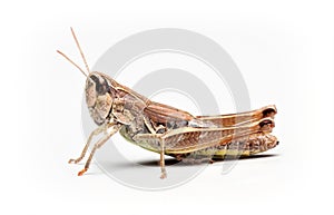 Common field Grasshopper